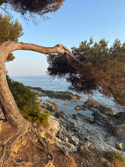 A gnarled, tan-barked tree with dense, dark green foliage leans dramatically over a rocky coastline. The ocean stretches to the horizon under a clear sky. The rugged shoreline features grey rocks and small patches of green vegetation. The tree's exposed roots grip the sandy soil at the edge of the cliff. The image is oriented sideways.