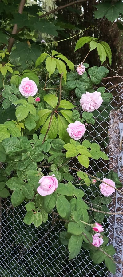 An outdoor, slightly angled, vertical shot showcases a chain-link fence partially covered by lush green foliage and several pale pink roses. The fence runs diagonally from the bottom left to the top right of the frame. The roses are in various stages of bloom, with some fully open and others just beginning to unfurl. The leaves of the rose bushes are deep green and appear healthy. Interspersed with the rose vines are broader, five-lobed leaves of another climbing plant. The background is a dense mix of dark green leaves and branches, with the texture of tree bark visible in places. The lighting suggests it is daytime, possibly overcast, as there are no harsh shadows. The scene is devoid of human presence.