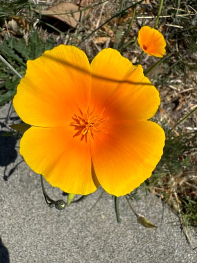A close-up, top-down shot focuses on a vibrant orange California poppy in full bloom. The flower's petals are a bright, saturated orange, transitioning to a deeper hue towards the center, where a cluster of stamens is visible. To the upper right of the main flower, a smaller, less developed orange poppy is slightly out of focus. The foreground is dominated by a textured gray concrete surface, casting dark shadows from the main flower and its stem. In the background, dry, brown grass and some green foliage create a natural, somewhat sparse environment. A single, unopened poppy bud hangs from a thin stem near the bottom left of the frame. The scene appears to be outdoors, possibly in a garden or park setting within San Mateo, California, United States of America, on a sunny day, as indicated by the strong shadows. No people or animals are present in the image.