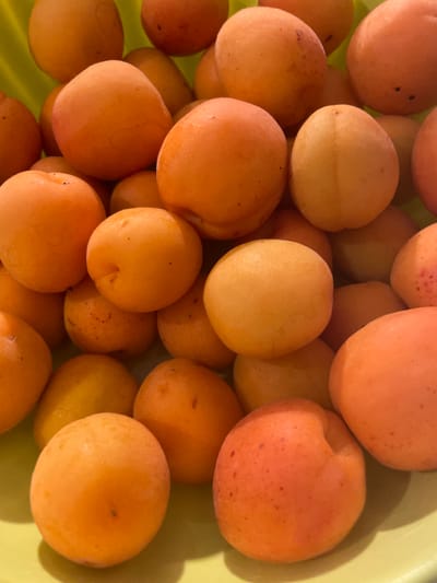 The image shows a close-up, top-down view of a pile of ripe apricots. The apricots are a vibrant orange color with some showing hints of yellow and red. They are plump and round, with a slight sheen indicating they might be fresh or have been washed. The apricots are densely packed together, filling the frame. The background appears to be a light green bowl or container. There are no people, animals, or any discernible man-made objects other than the container. The lighting suggests an indoor setting with soft, diffused light. The image is consistent with a photograph taken in Castelfranco di Sotto, Italy, likely in a home kitchen or garden, showcasing fresh produce.