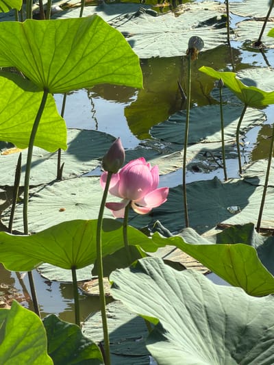 This image depicts a close-up view of a pond filled with lotus plants in Galkino, Russia. The foreground is dominated by large, vibrant green lily pads, some of which are casting distinct shadows on the water. A single pink lotus flower, partially bloomed, stands tall on its stem, surrounded by other lotus buds and seed pods. The water reflects the sky and surrounding foliage. The scene is characterized by natural light and the lush greenery of the aquatic plants. There are no people or animals visible in the image.