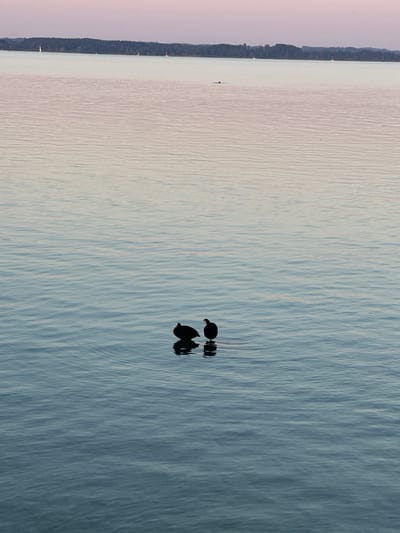 This is a vertical, eye-level, full shot of two coots floating on a large body of water, likely Lake Chiemsee, in Gstadt am Chiemsee, Germany. The water is calm with gentle ripples, reflecting the soft, pastel colors of the sky, which transitions from a pale pink at the horizon to a light blue. In the distance, a tree-lined shore is visible with a few sailboats dotting the water. The two dark-colored coots are positioned in the lower-middle section of the frame, their black silhouettes contrasting with the bright water. They appear to be resting. The overall mood is serene and peaceful, capturing a quiet moment at dusk.