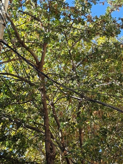 The image displays a dense canopy of a deciduous tree with vibrant green and some light brown foliage, indicative of a temperate climate, under a clear blue sky in Villa San Andrés, Argentina. Multiple black insulated electrical or communication wires traverse the upper half of the frame horizontally and diagonally, originating from a utility pole partially visible on the far left. The wires are interspersed among the tree branches and leaves. No people, animals, or discernible actions are present. The scene is illuminated by direct sunlight, casting varying shades of green on the leaves.