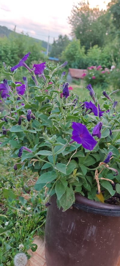 In the foreground, a dark brown ceramic pot overflows with vibrant purple petunias. The flowers, some fully bloomed and others in bud, are interspersed with lush green foliage. The pot rests on a tiled surface. To the left, a fluffy white dandelion stands out against a backdrop of green grass and small white clover flowers. In the midground, more purple petunias and other pink flowers are visible, along with a rustic brown building. The background reveals a gentle slope covered in trees and greenery, with a visible power line and a lamp post. The sky above is a soft blend of pink and blue, suggesting either sunrise or sunset. The scene is located in Altayskoye, Russia.