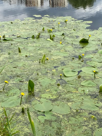 The image shows a pond covered with water lilies and green algae, with reflections of buildings in the water. Several yellow water lily flowers are visible. The scene is set in the city of Lytkarino, Russia.