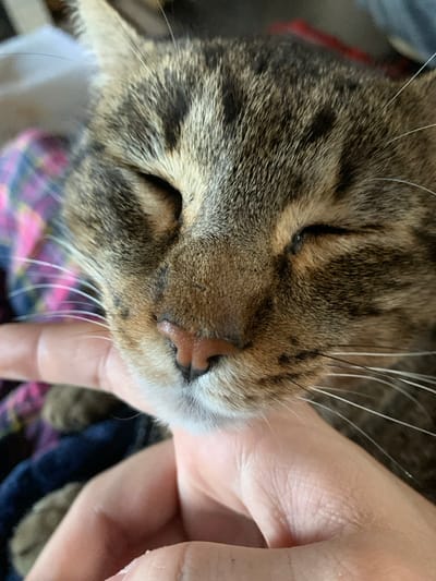 A close-up image depicts a domestic tabby cat being petted by a human hand. The cat's face is prominent, featuring brown, tan, and black striped fur, a pinkish-brown nose, and numerous white whiskers. Its eyes are closed, suggesting a state of relaxation or comfort. A human hand, with light skin tone, is positioned beneath the cat's chin, applying gentle pressure. The background is out of focus, revealing blurred fabric with a plaid pattern in shades of pink, purple, and blue, consistent with an indoor, domestic setting. The image provides no visual information to determine the specific location within the city of Macedo de Cavaleiros, Portugal.
