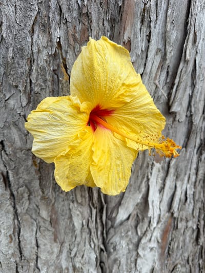 A vertical, close-up photograph captures a single yellow hibiscus flower positioned against the textured, greyish-brown bark of a tree. The flower's petals are distinctly yellow with a slightly wrinkled surface, and its central throat is a vibrant red, transitioning to an orange staminal column. This column extends to the right, topped with multiple small, orange stigma lobes. The tree bark serves as the background, displaying deep, irregular vertical furrows and ridges. No individuals or dynamic actions are visible within the frame. The scene is located in Rancho Palos Verdes, United States of America.