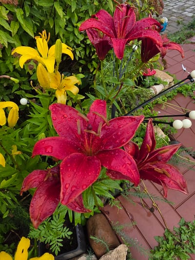 A close-up, slightly high-angle shot depicts several red and yellow lilies in bloom after a rainfall, as evidenced by water droplets on their petals. The lilies are positioned in a garden setting, with lush green foliage forming a dense background. To the right, a reddish-brown tiled pathway is visible, interspersed with patches of green grass and some decorative garden elements, including a small blue figurine with wings, a red and white spotted mushroom-shaped ornament, and a few white spherical objects on black stems. The lighting suggests it is daytime, possibly overcast. The image does not provide any specific information about the city of Проводник, Russia.