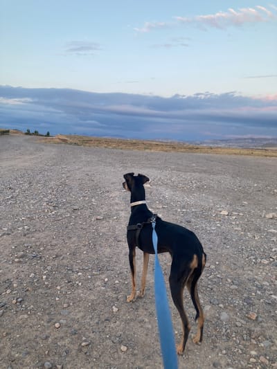 The image shows a black and tan dog on a leash, standing on a gravel road. The dog is facing away from the camera, looking towards a wide, open landscape under a cloudy sky. The road is covered with small and medium-sized stones. In the distance, there are rolling hills covered with dry grass and some scattered trees. The sky is a mix of pale blue and gray clouds, with hints of pink and orange suggesting either sunrise or sunset. The overall impression is of a natural, somewhat desolate environment. The specific location of Avanos İlçe Merkezi, Turkey, is not evident from the visual information presented in the image.