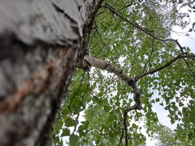 A low-angle, close-up shot captures the trunk and branches of a birch tree. The left side of the frame is dominated by the textured bark of the tree trunk, which is out of focus. The tree's branches extend upwards and across the frame, covered in small, light green leaves. The background shows a bright, overcast sky through the canopy. The scene is set in the Авангард ауылдық округі, Kazakhstan.