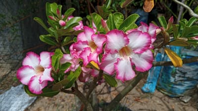 In the city of Cotgadong, Indonesia, a close-up shot captures a cluster of desert rose flowers in bloom. The flowers exhibit a gradient of colors, transitioning from white at their centers to vibrant pink along their ruffled edges. Several unopened buds are visible amongst the foliage, suggesting continued blooming. The plant's sturdy branches and glossy green leaves are characteristic of the desert rose species. In the background, a weathered fence and a colorful, possibly painted, object add a touch of rustic texture to the scene. The ground is a mix of soil and small stones, indicating an outdoor setting.