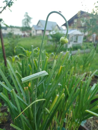 A close-up, eye-level shot focuses on a green garlic scape with a small bulb and a fly on top, with water droplets visible on the scape and leaves. The scape curves into a question mark shape, with the bulb near the top. The foreground is dominated by numerous chopped green garlic stalks, some with visible water droplets and one bent stalk. In the blurred background, two houses with light-colored roofs and light-colored walls are visible, along with some greenery and trees. The setting appears to be a garden in a rural area.