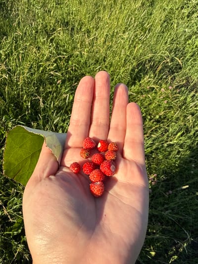 A hand holds a small pile of wild strawberries against a background of green grass. A single green leaf is also visible in the palm of the hand. The image appears to have been taken outdoors on a sunny day, with the light casting shadows and highlighting the textures of the grass and skin. The setting is likely a natural environment, such as a field or meadow, and is not specifically located in Yamanchurino, Russia.