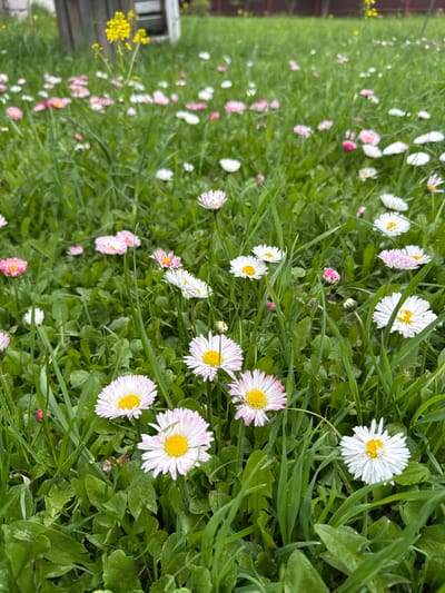 The image depicts a patch of grass interspersed with numerous daisies. Some of the daisies are white with yellow centers, while others have a pink hue on their petals. Green grass blades of varying lengths surround the flowers. In the lower left corner, a small cluster of yellow flowers is visible. The location is Nikulino, Russia.