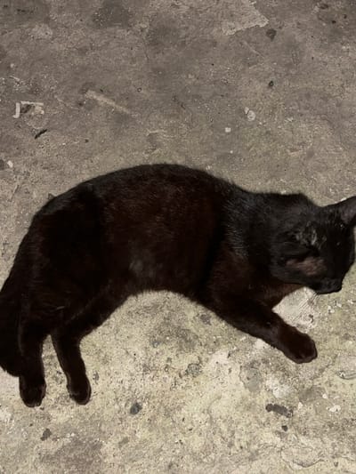 A black cat lies on a concrete surface. The cat is lying on its side, with its paws extended. Its eyes are closed, and it appears to be sleeping. The concrete surface is cracked and weathered, with some debris scattered on it. The scene is outdoors, and the lighting suggests it might be nighttime or an overcast day. The background is out of focus, but it appears to be a rough, outdoor environment. There is no visible text in the image.