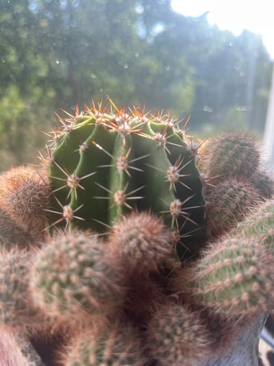 A close-up, shallow depth of field photograph shows a cluster of cacti, likely in a pot, with a blurred background of foliage and sunlight filtering through trees. The cacti are green and covered in sharp spines, some of which are reddish-orange at the tips. The main cactus in focus is larger and more defined, while smaller cacti surround it, some appearing to be pups or new growth. The lighting suggests it is daytime, with bright sunlight creating a slight lens flare in the upper right corner. The environment appears to be outdoors, possibly near a window or in a garden. There are no people or discernible actions depicted. The scene is static and focuses solely on the botanical subject. There is no information available to pinpoint the location within Vecstropi, Latvia.