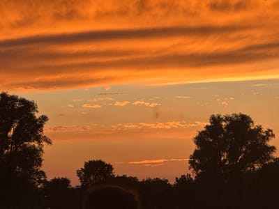The image depicts a dramatic sunset over Novyi Tahamlyk, Ukraine. The sky is ablaze with vibrant hues of orange and yellow, with layers of clouds creating a striking striped effect. Silhouetted against this colorful backdrop are the dark shapes of trees, their branches reaching towards the sky. The lower portion of the image is dominated by the dark mass of trees, suggesting a landscape or park setting. In the foreground, a blurry, dark shape could be the head and shoulders of a person, implying a viewer observing the sunset. The overall impression is one of natural beauty and tranquility.