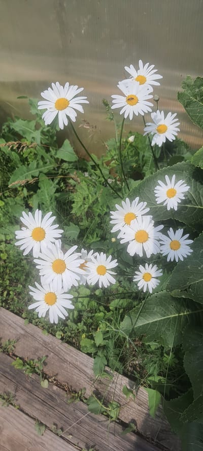 A close-up, slightly overhead shot captures a cluster of white daisies with yellow centers, blooming amidst lush green foliage. The flowers are in various stages of bloom, with some petals gently unfurling and others fully open. One daisy, positioned slightly to the left, has a small, dark insect with visible legs on its yellow center. The background is a mix of greenery and a translucent, textured surface on the left, possibly greenhouse plastic, suggesting a controlled environment. On the right, weathered wooden planks, laid diagonally, provide a rustic contrast to the delicate flowers. The lighting suggests it is daytime, with sunlight illuminating the scene and casting subtle shadows. The overall mood is serene and natural, highlighting the beauty of simple wildflowers. No text is visible in the image.