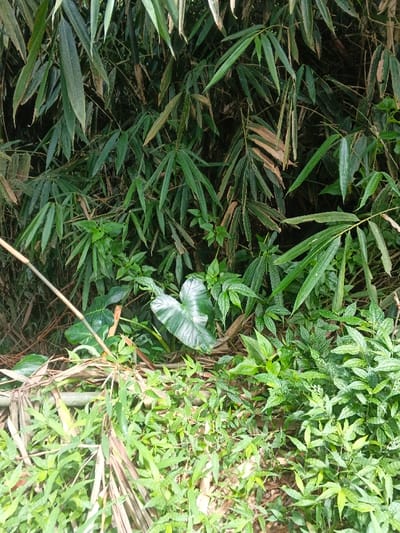 Lush greenery dominates the frame, showcasing dense bamboo thickets with varying shades of green leaves. A large, heart-shaped leaf stands out among smaller plants. A fallen bamboo stalk lies horizontally across the mid-ground. Abundant undergrowth fills the lower portion, creating a vibrant scene. The lighting is bright, emphasizing the textures and details of the foliage.