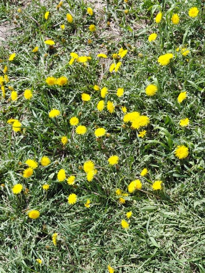 The image displays a close-up, top-down view of a dense patch of green ground cover dotted with numerous bright yellow dandelions in full bloom. The primary subjects are the vibrant yellow dandelion flowers and the surrounding green foliage, which includes various types of grass and the distinctive lobed leaves of the dandelions. Some areas of dry, lighter-colored soil or dead plant matter are visible beneath the green growth.
The scene depicts a natural outdoor setting, likely a field, lawn, or roadside area. There is no specific activity taking place other than the natural blooming of the dandelions. Notable details include the clear, bright illumination, indicating a sunny day. The sunlight highlights the yellow petals of the flowers and casts soft shadows, suggesting midday conditions. There are no visible people, animals, or artificial objects. No text is present in the image. This natural landscape is located in Nadym, Russia.