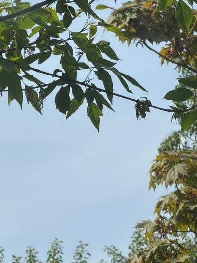 The image shows a view looking up at trees against a light blue sky. In the lower left and upper left, branches with green leaves frame the scene. The upper right has maple-like leaves. The light sky occupies the majority of the image. The location is Tokkari, Russia. There are no people visible.