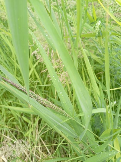 This is a close-up, eye-level, vertical shot of tall green grass with water droplets on its blades. The grass is dense and appears to be growing in a field or marshy area. In the background, there is more greenery, including some feathery seed heads and a small cluster of white flowers. The focus is on the vibrant green of the grass and the delicate spheres of water, suggesting recent rainfall. The lighting is soft and diffused, indicative of an overcast day or early morning/late evening. There is no text visible in the image. The overall impression is one of natural tranquility and the freshness of the outdoors after rain.