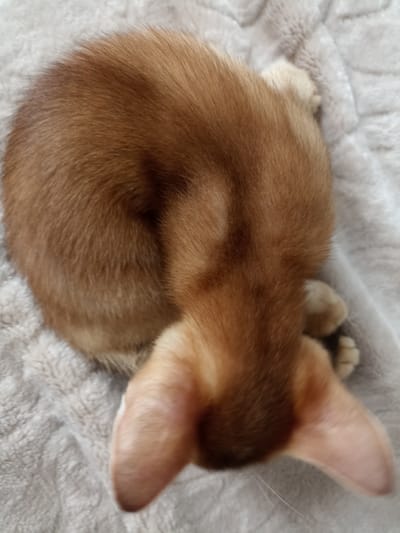 The image is a close-up, high-angle shot of a ginger-colored kitten curled up on a soft, textured, light-colored blanket. The kitten's back is to the viewer, and its head is tucked in, obscuring its face. Only its ears and part of its face are visible. The kitten's fur is a warm, reddish-brown hue, and the blanket appears to be made of a plush material with a subtle pattern. There is no indication of the city of Dagestanskiye Ogni, Russia, or any other geographical location within the image. The scene is static and depicts a sleeping or resting animal in a domestic environment.