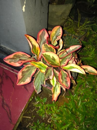The image displays an outdoor scene in Tarqumiyah, Palestinian Territory. Centered is a potted plant with variegated leaves in shades of dark green, light green, yellow, and red-pink margins, contained within a dark pot. Minor imperfections are visible on some leaves. To the left, a dark gray vertical structure is present. In the background to the right, indistinct potted plants are visible. The lower left features a dark red tiled surface with light patterning. The lower right foreground consists of green grass interspersed with exposed soil and organic debris. Illumination is low. No individuals or actions are depicted.