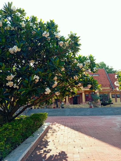 A vibrant outdoor scene in Phan Rang – Tháp Chàm, Vietnam, captured on a bright, sunny day. The dominant feature on the left is a large, leafy Plumeria (Frangipani) tree, abundant with clusters of white and yellow blossoms, its branches extending across much of the left and top-left frame. The sun casts distinct, dappled shadows from the tree onto the reddish-brown interlocking brick pavement in the foreground and mid-ground. A low, well-maintained green hedge runs parallel to a concrete and brick barrier on the left, separating the tree's base from the paved courtyard.
In the background, a traditional-style building with a prominent red-tiled roof and warm yellow walls is visible. It features decorative pillars flanking a main entrance, which is accessed by a wide, multi-tiered stone staircase. The building's architecture suggests it is likely a temple or pagoda, common in Vietnam. Above the central entrance, a red banner or sign bears Vietnamese text, which appears to read "NAM MÔ A DI ĐÀ PHẬT" (a common Buddhist chant). The sky above the building is bright and clear, almost white due to the sunlight. The scene conveys a sense of peacefulness and cultural heritage under a radiant sun.