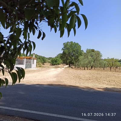 The image depicts a rural roadside scene in Grumo Appula, Italy, on July 16, 2026, at 14:37. In the foreground, an asphalt road with a white stripe runs horizontally across the bottom of the frame. To the left, the branches and dark green leaves of a tree overhang the road. Beyond the road, a dirt path winds through a dry, grassy field towards a small, white building with a metal fence and a wooden-covered pergola. Further in the background, a variety of trees, including olive trees, dot the landscape under a clear blue sky. The overall environment suggests a sunny, dry day in a Mediterranean rural setting.