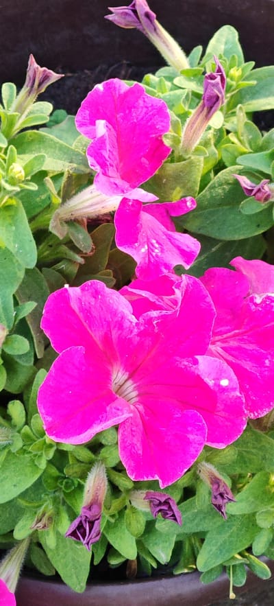 The image is a close-up, vertical shot of several vibrant magenta petunia flowers and buds, set against a backdrop of lush green foliage. The flowers are in various stages of bloom, with some fully open, revealing their trumpet-like shapes and delicate veining, while others are tightly closed buds in a deep purple hue, some tipped with a fuzzy, lighter purple. The background is a dark, out-of-focus area, possibly a pot or container. The lighting appears to be natural and bright, highlighting the rich colors of the flowers and the textured surfaces of the leaves and petals. There are no people or animals visible in the image. The scene is one of natural beauty, showcasing the intricate details of the flowering plants. The prompt mentions the location of Altayskoye, Russia, but this information cannot be visually verified from the image itself, as it solely depicts the flowers.