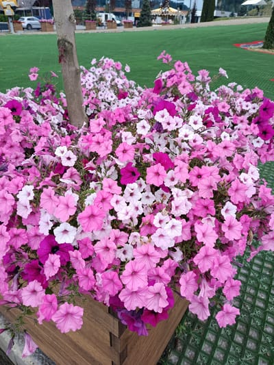 This image captures a vibrant outdoor scene, dominated by a large, decorative wooden planter overflowing with numerous pink and white petunia flowers. The flowers exhibit a wide range of pink shades, from delicate pale pinks to bright fuchsia and deep magenta, interspersed with bright white blooms, creating a rich tapestry of color. A slender tree trunk emerges from the center of the wooden planter.
The ground surrounding the planter is covered with artificial green turf, which features a distinctive, interlocking grid pattern, particularly prominent in the foreground. In the background, more artificial green turf extends, dotted with trees and blurred elements suggesting buildings, a road, and parked vehicles. Hints from the cropped images reveal what might be a carousel in the distant background, indicating a public leisure or park setting. The scene is brightly lit, suggesting it is daytime, likely a clear morning or afternoon. There is no visible text in the image. The overall impression is one of a cheerful and well-maintained public space in Vynnyky, Ukraine.
