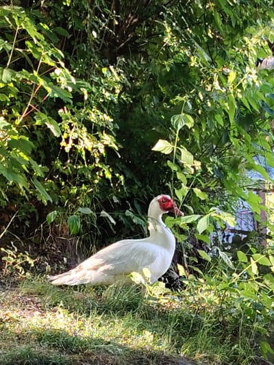 A white Muscovy duck with red caruncles around its eyes stands on a grassy bank next to dense green foliage. The duck is facing left, with its head turned towards the viewer. The sun is shining, casting dappled light on the grass and leaves, suggesting it is daytime. The background is filled with lush green leaves and branches of trees and bushes, creating a natural, outdoor setting. Behind the duck and to the right, a hint of a building or structure with windows can be seen through the leaves, possibly indicating a residential area or park. The overall impression is one of a peaceful, natural scene.