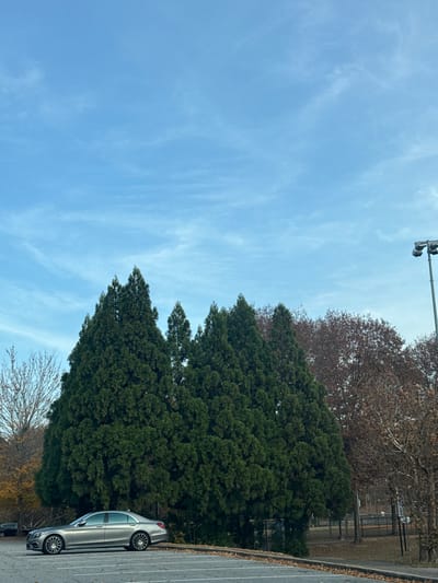 A landscape view shows a light blue sky with wispy clouds overhead. Green, full trees partially obscure the view of a bare tree with thin branches. A sliver of asphalt parking lot borders the right side where a silver car is parked. A street light pole is also visible in the upper-left corner. The image is oriented vertically.