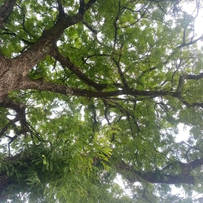 The image shows an upward view of a large tree with abundant green foliage. The trunk and branches of the tree are thick and textured, with visible bark patterns. The leaves are small and feathery, forming a dense canopy that partially obscures the sky. The lighting suggests it is daytime, possibly overcast, as the sky appears bright but diffused. The scene is in El Limon, Venezuela. There are no people or animals visible in the image. The focus is entirely on the natural structure of the tree and its leaves.