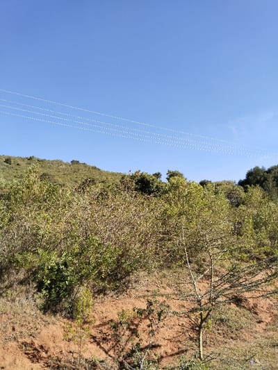 The image displays an outdoor, natural environment located in Sergoit ward, Kenya, illuminated by direct sunlight under a clear blue sky. Three parallel, white utility lines are visible horizontally across the upper-mid section of the frame. The foreground and mid-ground consist of reddish-brown soil, with sparse ground cover. A prominent, slender tree with light-colored bark and visible branches, exhibiting minimal foliage, stands in the lower right foreground, casting a distinct shadow onto the reddish earth. Behind this, a dense growth of green and brownish-green shrubs dominates the mid-ground. In the background, a verdant hillside, thickly covered with trees and shrubs, rises. No individuals, animals, or artificial structures other than the utility lines are present.
