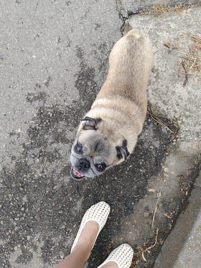An overhead shot shows a pug dog standing on a grey asphalt surface, with its head turned upwards towards the camera. The pug has a tan coat, dark muzzle, and its mouth is open, revealing its tongue and teeth. The dog's paws are visible on the asphalt, which is textured with small stones and some darker patches, possibly indicating moisture or oil stains. Dried leaves and twigs are scattered on the ground near the dog. In the lower part of the frame, a person's legs and white woven slip-on shoes are visible, positioned to the left and below the dog. The shoes have an open weave pattern. The ground appears to be a pathway or sidewalk. The setting is outdoors. The presence of asphalt, a sidewalk, and casual footwear suggests an urban or semi-urban environment in Târgu Jiu, Romania.