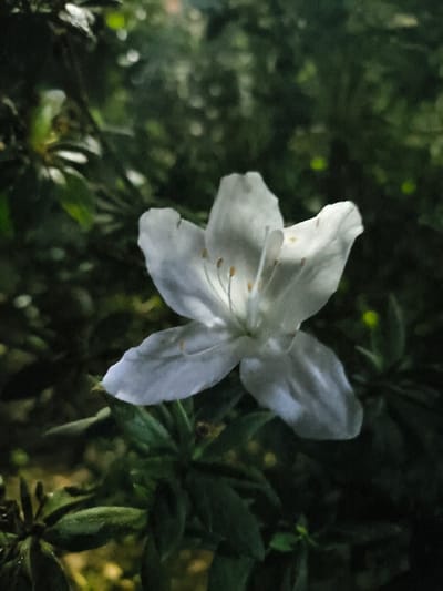 A single white five-petaled flower is centered against a dark, out-of-focus background of dense green foliage, located in Tarqumiyah, Palestinian Territory. The flower is brightly illuminated, revealing details of its white petals and delicate yellow-tipped stamens and a central pistil. Below the flower, several dark green leaves are partially visible and out of focus. The upper background contains several small, blurry, yellowish-green points of light. The scene is static, devoid of people, animals, or discernible man-made objects.