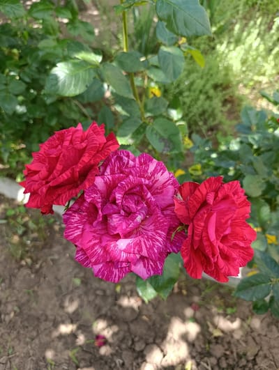 A close-up, top-down shot captures three vibrant rose blossoms, two red and one pink with red streaks, against a backdrop of lush green foliage and dry soil. The roses are the central focus, their petals intricately detailed and their colors striking. The surrounding environment is a garden setting, likely in a city, with a hint of manicured greenery and natural ground cover. The scene appears tranquil and natural, possibly a quiet corner of a garden in Krasnosilka, Ukraine. No people or specific actions are depicted.
