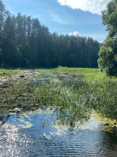 The image depicts a natural scene featuring a body of water, likely a lake or marsh, bordered by dense green trees. The water's surface is calm, with ripples reflecting the sunlight, creating a shimmering effect. Reeds and other aquatic vegetation grow along the edges and in shallower areas of the water. The background is dominated by a thick forest of tall, slender pine trees, their dark green foliage creating a solid wall of green against a bright blue sky with scattered white clouds. The overall impression is one of a peaceful, natural environment. The location is identified as Yal'chik, Russia.