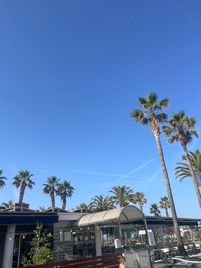 The image captures a sunlit outdoor scene with a clear blue sky above. Palm trees are a prominent feature, with several tall specimens scattered across the frame, their fronds rustling gently. In the foreground, a low-lying building with a modern design is visible. This structure appears to be a commercial establishment, possibly a restaurant or cafe, with large glass windows and an awning providing shade. Some outdoor seating is arranged on the patio. A young child, wearing a light-colored garment, stands near the building, looking towards the right. The scene suggests a relaxed, possibly coastal, atmosphere. The presence of palm trees and the bright, clear sky indicate a warm climate. Based on the provided context, this scene is located in Canet d'en Berenguer, Spain.