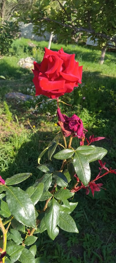 A vibrant red rose blooms prominently in the foreground of this image, its petals unfurled and velvety. Below it, a withered, dark red rose droops, its petals shriveled and aged. Delicate strands of spiderweb are visible, clinging to the stem and weaving between the two roses, catching the sunlight. The rose bush has lush green leaves, some with a waxy sheen, and new, reddish-purple shoots are emerging. The background is a soft blur of greenery, suggesting an outdoor setting in a garden or park. The scene appears to be set in Barskoon, Kyrgyzstan, indicated by the presence of a stone wall and the natural vegetation typical of the region. The lighting suggests it is daytime, likely late afternoon given the warm glow on the foliage.