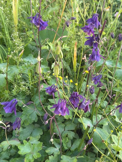 In Cherdyn, Russia, a close-up, eye-level view captures a cluster of purple Columbine flowers in a lush, green outdoor setting. The flowers, with their distinctive spurs, are the primary subject, some in full bloom and others in bud. Their delicate petals are a deep violet, some appearing slightly faded. They are supported by thin, dark stems that weave through the foliage. Interspersed among the Columbines are small white flowers and yellow buttercups, adding touches of contrast to the scene. Green leaves, some broad and lobed, form a dense backdrop, creating a sense of natural abundance. The lighting suggests it is daytime, possibly overcast given the soft illumination. The overall environment is a wild, overgrown garden or meadow, characteristic of a rural or semi-rural Russian landscape. There are no people visible in the image, and no specific actions or interactions are depicted.