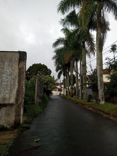 This image depicts a quiet, wet asphalt road in what appears to be a residential area in Amaldiha, India, under an overcast sky. The road, shiny and dark from recent rain, extends into the distance, curving slightly to the right.
On the right side of the road, a prominent row of tall palm trees forms a natural boundary. Their slender trunks, some showing signs of moss or lichen, rise high, crowned with lush green and some yellowish fronds. Partially visible between and behind the palm trees are utility poles and electrical wires. Further along this side, glimpses of houses with reddish-brown tiled roofs can be seen nestled among the trees.
To the left of the road, a weathered concrete wall or fence stands prominently in the foreground, displaying a textured surface with varying shades of gray and hints of discoloration. Beyond this wall, dense green foliage, bushes, and smaller trees line the roadside, obscuring much of what lies behind. Further down the street on the left, additional residential buildings are visible in the background.
The sky is a uniform, light gray, indicating heavy cloud cover and contributing to the soft, diffused lighting of the scene. The wet appearance of the road suggests recent rainfall. There are no people visible, and only a few fallen leaves and small branches are scattered on the wet asphalt. The overall atmosphere is one of calm and stillness, typical of a quiet street after a rain shower. No decipherable text is visible in the image.