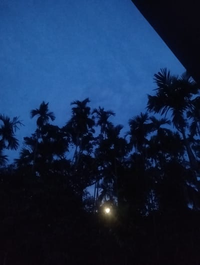 A night scene in Southkhali, Bangladesh. Silhouetted palm trees are visible against a deep blue sky. A light source is visible within the trees. A dark angled object is in the upper right corner.
