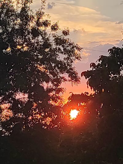 The image is a close-up photograph of a sunset viewed through the branches of trees. The sun is visible as a bright, fiery orb peeking through a gap in the foliage, casting a warm, orange glow on the leaves and sky. The sky is a blend of soft pink, orange, and yellow hues, with scattered clouds adding texture and depth. The trees in the foreground are silhouetted against the colorful sky, with their dark leaves and branches creating a striking contrast. The overall effect is one of natural beauty and tranquility, with the sunset creating a dramatic and picturesque scene. The image does not provide any specific information about its location in Béjar, Spain, or the presence of any people, subjects, objects, or actions.
