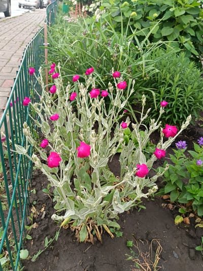 This is a vertical, medium-shot, eye-level photograph of a garden bed with several bright pink flowers. The flowers are in the foreground and are the primary subject of the image. They have five petals and are arranged on tall, slender stems with silvery-green foliage. The plant appears to be Lychnis coronaria, commonly known as Rose Campion. Behind the pink flowers, there are various green plants, including tall grasses and broader-leafed shrubs, some with small purple flowers visible. The garden bed is bordered by a green metal fence, which runs diagonally from the lower left to the upper right of the frame. To the left of the fence, a paved walkway made of grey interlocking bricks is visible. The overall environment suggests an outdoor urban setting, possibly a park, a garden, or a residential area. Considering the location of Gubkin, Russia, this scene could be found in a typical municipal park or a private garden, depicting a common urban floral arrangement. The ground in the garden bed is dark soil with some dry leaves and debris. The lighting suggests it is daytime, with soft, diffused light, possibly indicating an overcast day or late afternoon. There are no people or animals present in the image.