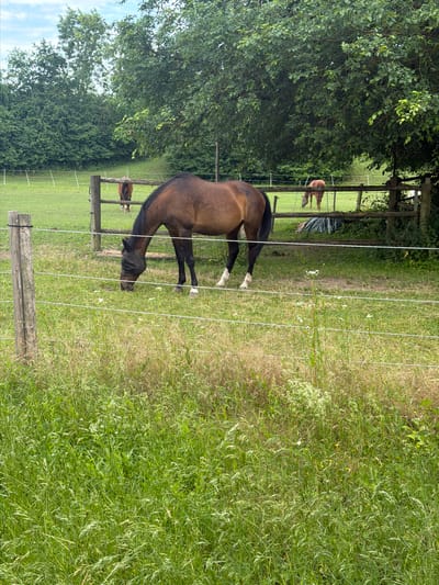 In a pastoral setting, a bay horse with a black mane and tail grazes in a grassy enclosure. The horse wears a dark fly mask, and its hind legs are white. It is positioned in the foreground, facing left with its head lowered to the ground. Behind it, a wooden fence with horizontal rails separates it from another part of the pasture. Two other horses are visible in the background, one a lighter bay and the other a chestnut, both grazing behind the fence. The enclosure is surrounded by lush green trees and foliage, with a cloudy sky above. The foreground is dominated by tall grass and wild flowers. This scene is typical of a rural or semi-rural environment, likely a farm or equestrian center, and given the specific request, it could be located in a more bucolic area within or on the outskirts of Ingolstadt, Germany.