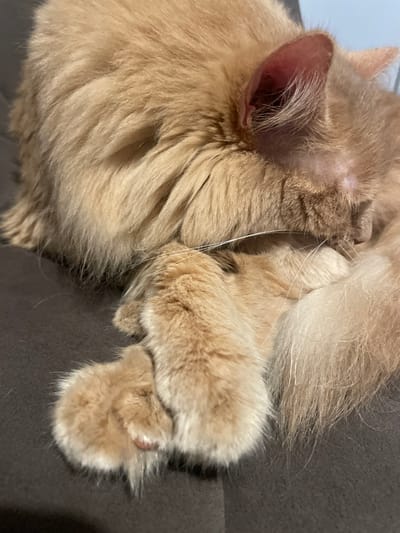 The image shows a close-up of a fluffy orange cat curled up and sleeping on a dark gray surface, likely a sofa or chair. The cat's fur is long and appears soft. Its paws are tucked in, and its head is resting on its body, obscuring its face. The lighting suggests an indoor setting, possibly with natural light from a window casting shadows. There are no visible signs of the cat's location in Otradnoye, Russia, nor any other identifiable environmental or human elements.
