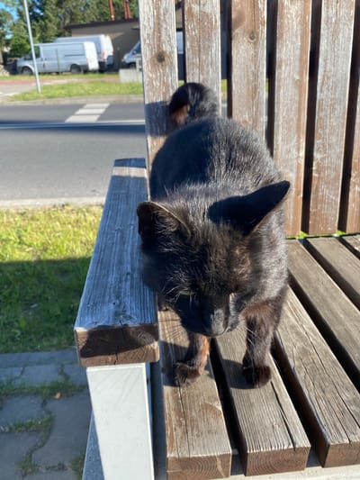 A black cat is sprawled across a wooden park bench. The bench is constructed of wooden slats with a white metal support. A street runs beside the bench, with a white van parked on the opposite side. Green foliage and trees can be seen in the background. The location is Dobieżyn, Poland.
